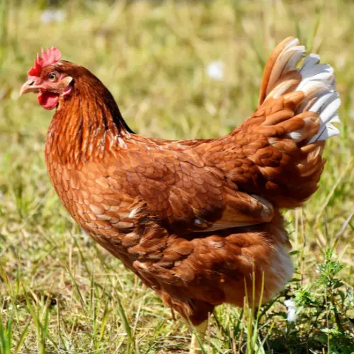 A brown chicken. 